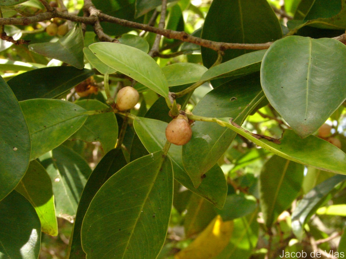 Ficus microcarpa L.f.